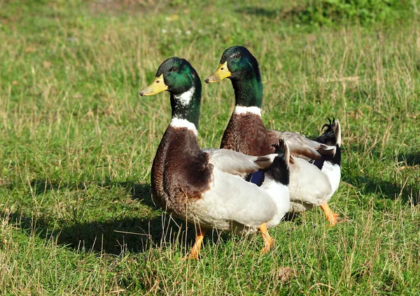 Deux Beaux Canards Marchent Dans Une Prairie Verte — Photo