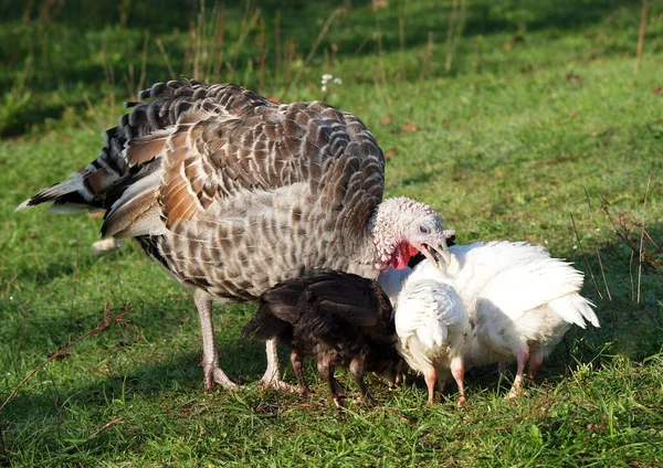 芝生の上で雛の家族とトルコ ストックフォト
