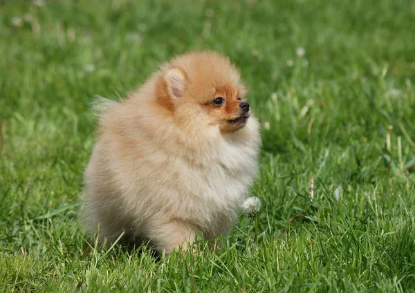 Pomeranian Spitz Puppy Green Lawn — Stock Photo, Image