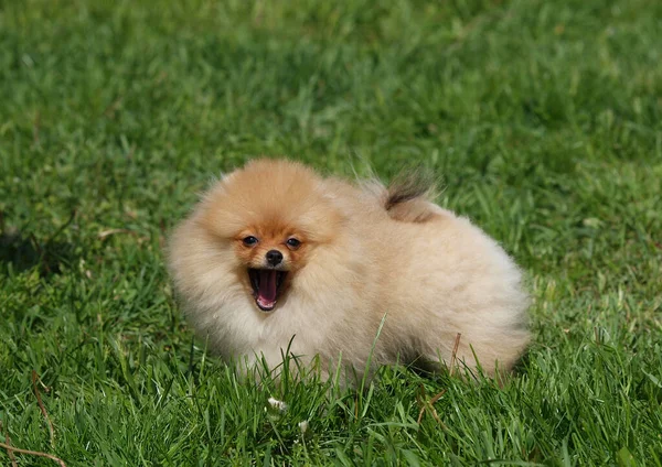 Pomeranian Spitz Puppy Barking Green Lawn — 스톡 사진