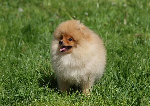 Filhote Cachorro Spitz Pomerânia Gramado Verde — Fotografia de Stock