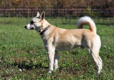 Çayırda duran genç bir köpek portresi.