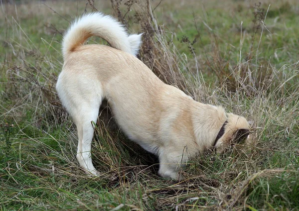 Jovem Laika Pega Camundongos Enquanto Caminha Pelo Campo — Fotografia de Stock