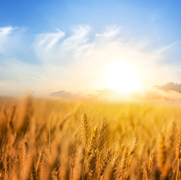 Campo Trigo Verano Atardecer — Foto de Stock