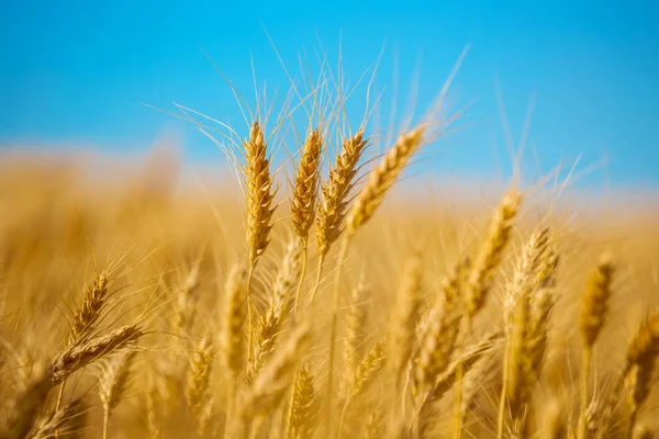 Primo Piano Campo Grano Dorato Sfondo Cielo Blu — Foto Stock