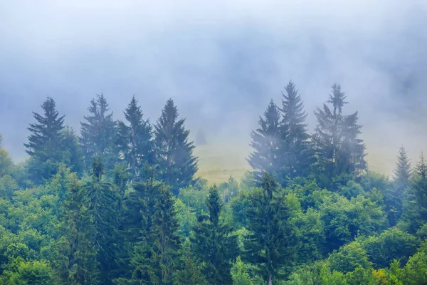 薄雾中的绿色松树林 自然背景 — 图库照片