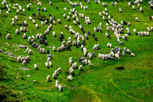 gemi sürü yeşil dağların arasında
