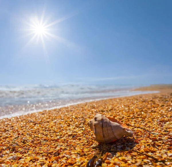 Marine Shell Lie Sandy Sea Coast Sparkle Sun — Stock Photo, Image