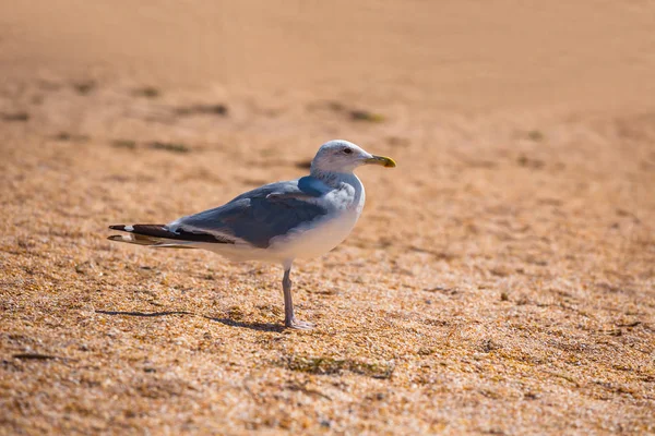 Vackra Måsen Sand — Stockfoto