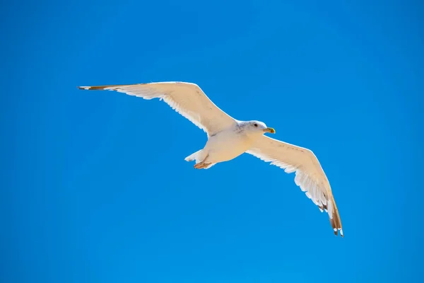 white seagull fly on a blue sky background