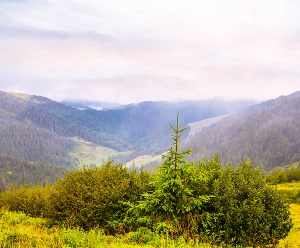 在清晨绿色山山谷风景 — 图库照片