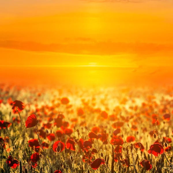 Beautiful Red Poppy Field Dramatic Sunset — Stock Photo, Image