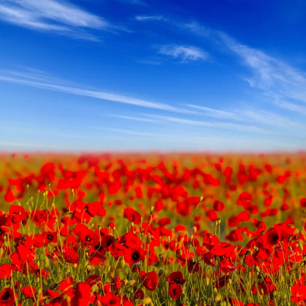 Vackra Röda Vallmofält Blå Himmel Sommar Scen — Stockfoto