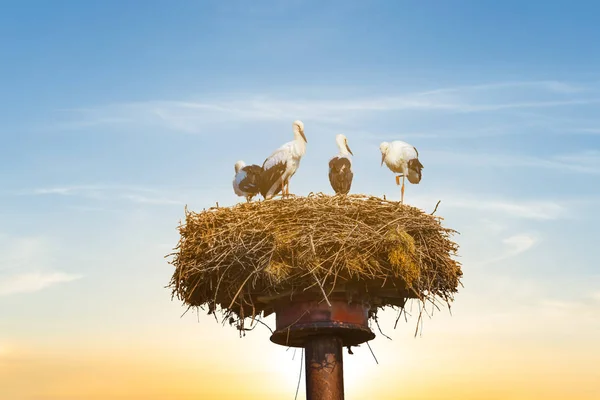 Stork Nest High Post Sunset Background — Stock Photo, Image