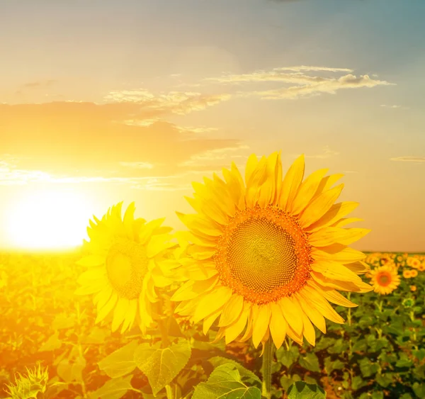 Sommersonnenblumenfeld Bei Sonnenuntergang — Stockfoto