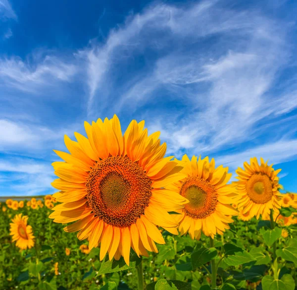 Zomer Zonnebloem Veld Een Blauwe Hemelachtergrond — Stockfoto