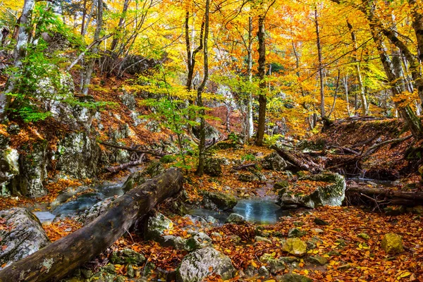 Hösten Mountain Canyon Scen Liten Flod Och Skog — Stockfoto