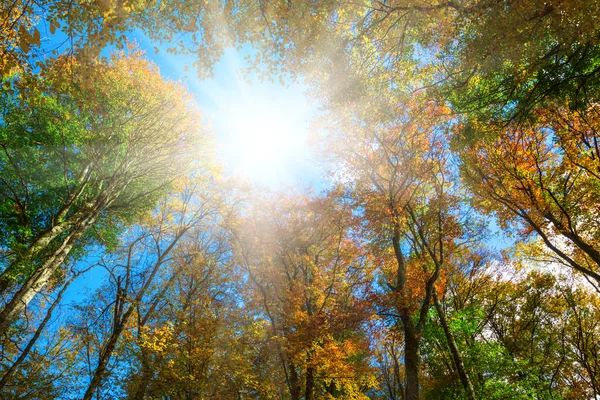 Närbild Hösten Skogen Solljus Naturlig Bakgrund — Stockfoto