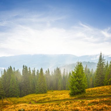 çam ormanı içinde mavi sis Dağı yamacında