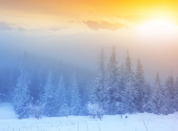 Vinter Insnöad Skog Blå Dimma Solnedgången — Stockfoto
