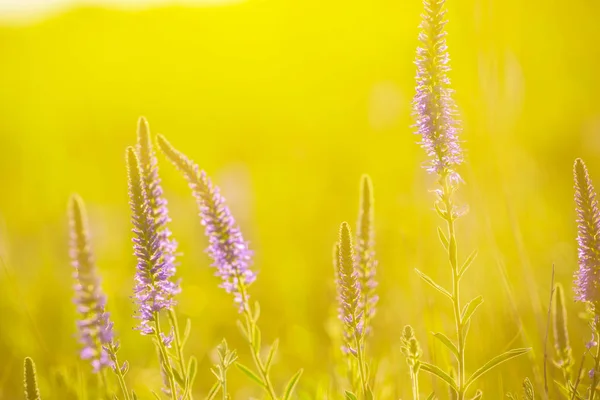 Närbild Violett Prairie Blommor Solljus — Stockfoto