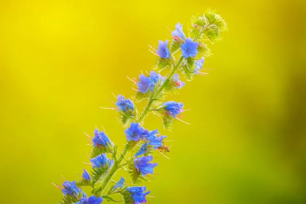 Närbild Blå Prairie Blomma Naturlig Bakgrund — Stockfoto