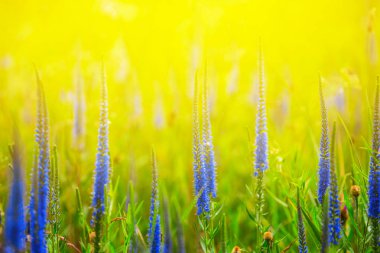 closeup mavi kır çiçekleri bir güneş ışığı altında