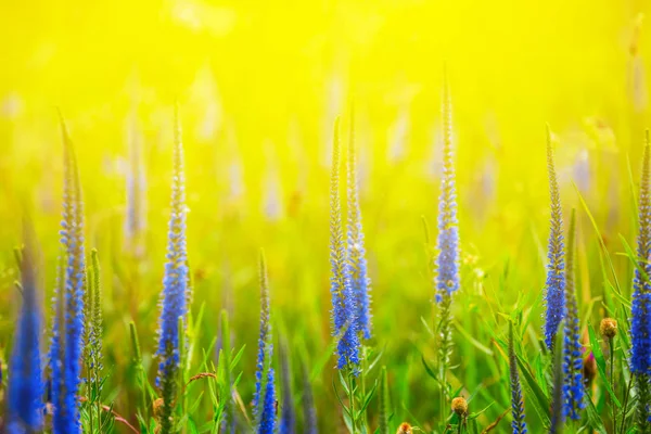 在阳光下特写蓝色草原花朵 — 图库照片