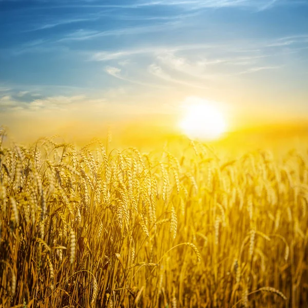 Closeup Avond Zomer Tarwe Veld Scène — Stockfoto