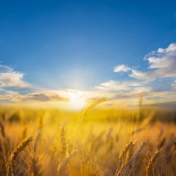 Closeup Golden Summer Wheat Field Sunset — Stock Photo, Image