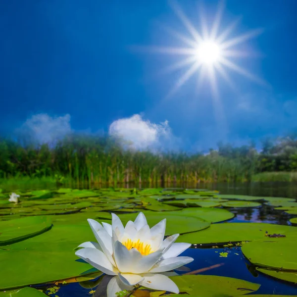 Primo Piano Giglio Bianco Fiume Estivo — Foto Stock