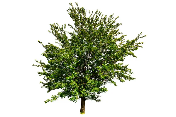 Zelené Letní Strom Izolovaných Bílém Pozadí — Stock fotografie