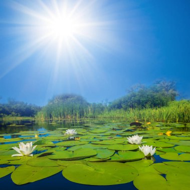 beautifulsummer Gölü ile bir ışıltı güneş altında Beyaz lilyum