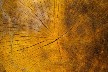 closeup saw tree trunk background clipart