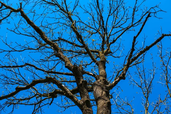 Mavi Gökyüzü Arka Plan Üzerinde Closeup Meşe Ağacı — Stok fotoğraf