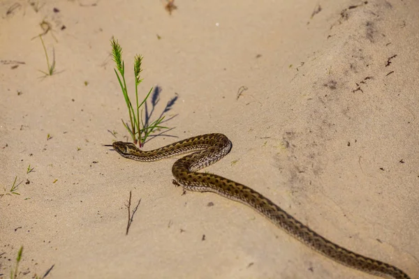 Small Closeup Snake Crawl Sand — Stock Photo, Image