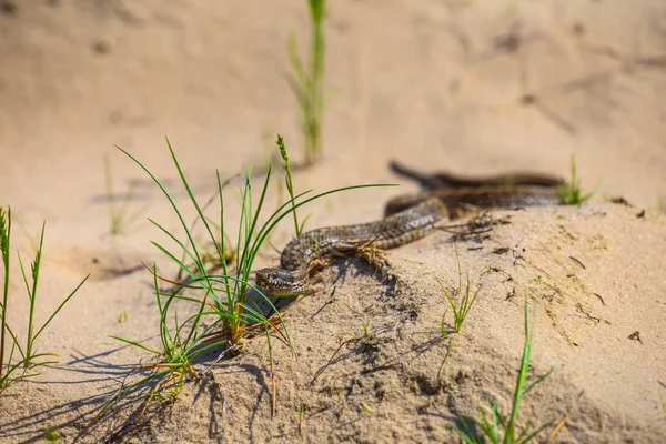 Small Closeup Snake Crawl Sand — Stock Photo, Image