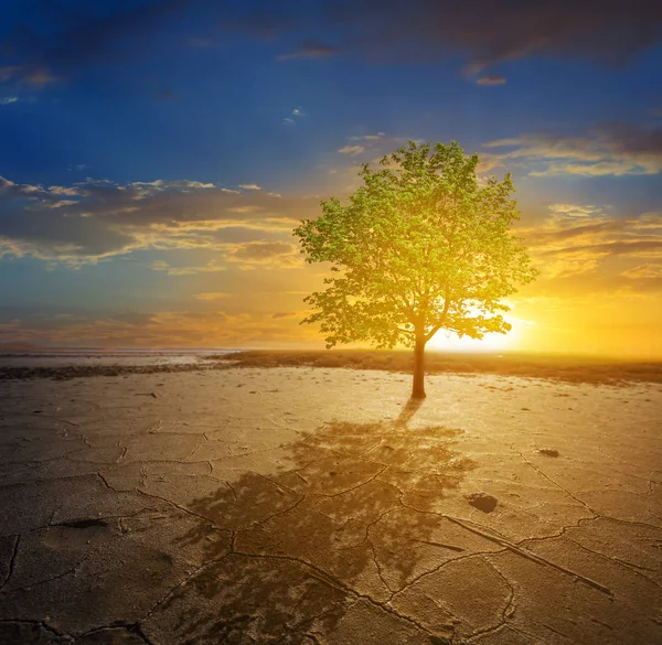 Alone Green Tree Growth Dry Saline Cracked Lands Sunset Natural — Stock Photo, Image