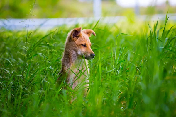 Pequeño Perro Sentarse Verde Hierba — Foto de Stock