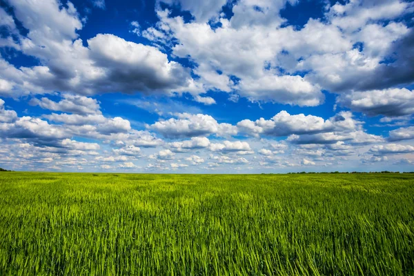 Green Summer Rural Field Blue Cloudy Sky Village Outdoor Scene — Stock Photo, Image