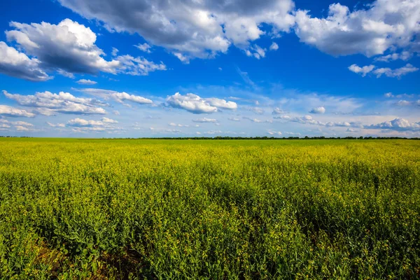 Красиве Літнє Поле Зґвалтування Під Хмарним Небом — стокове фото