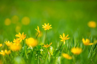 güzel closeup bahar çiçekleri yeşil çim