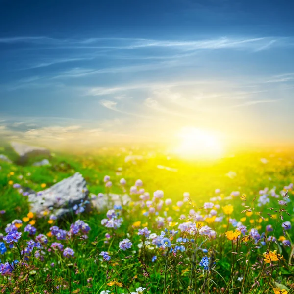 Gröna Sommaren Prairie Med Blommor Solnedgången — Stockfoto