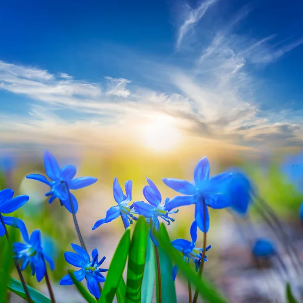 Hermosas Flores Azules Sobre Fondo Atardecer —  Fotos de Stock