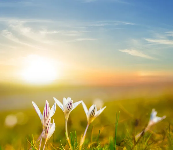 Gün Batımında Bahar Çayır Arasında Güzel Beyaz Çiçekler — Stok fotoğraf