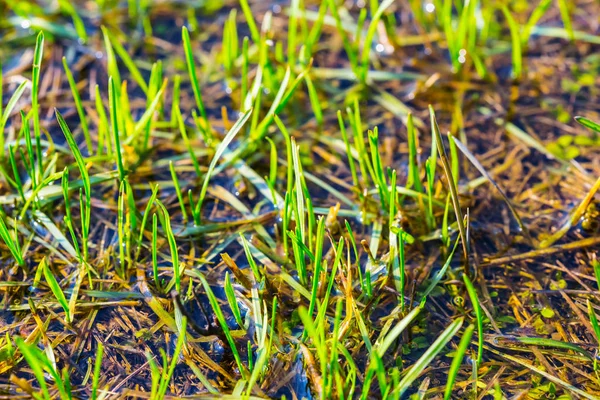 Closeup Green Grass Water Flooded Prairie Nature Background — Stock Photo, Image