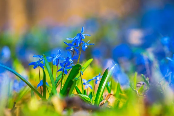 Closeup Blue Flowers Forest Glade Natural Background — Stock Photo, Image