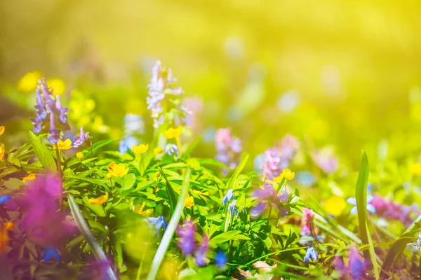 Summer Forest Glade Grass Sunlight — Stock Photo, Image