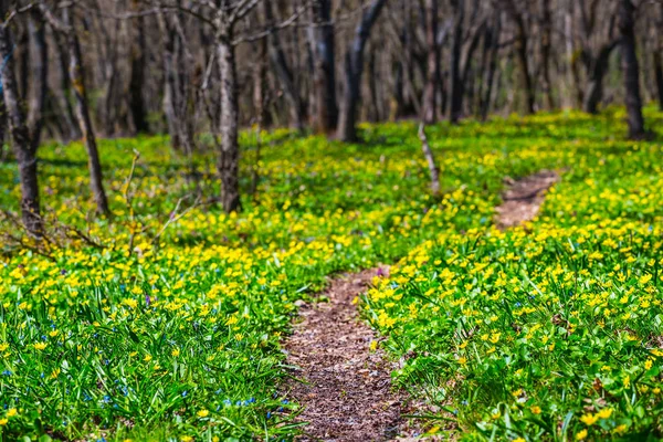 Çiçekli Yeşil Orman Glade Üzerinden Küçük Yol — Stok fotoğraf