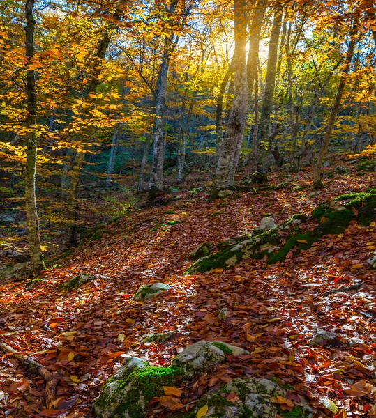 Cichej Jesień Las Bukowy Słońcu — Zdjęcie stockowe